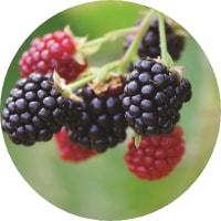 Mûres Bio