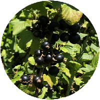 Cassis Bio