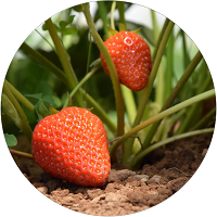 Fraises Bio