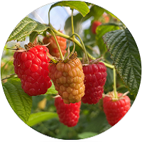 framboises Bio