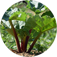 Rhubarbe Bio