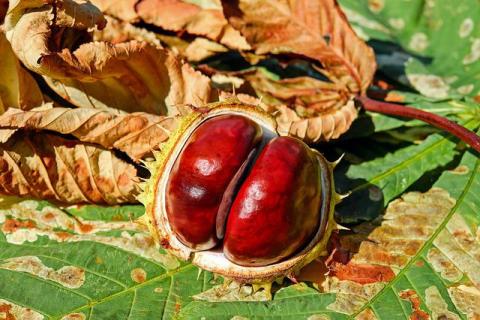chataigne et marrons