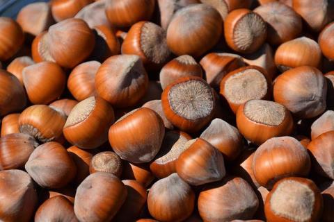 noisette