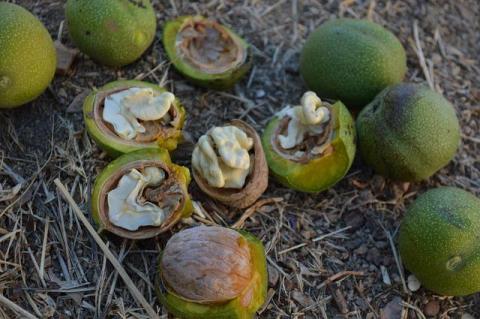 noix fraiches